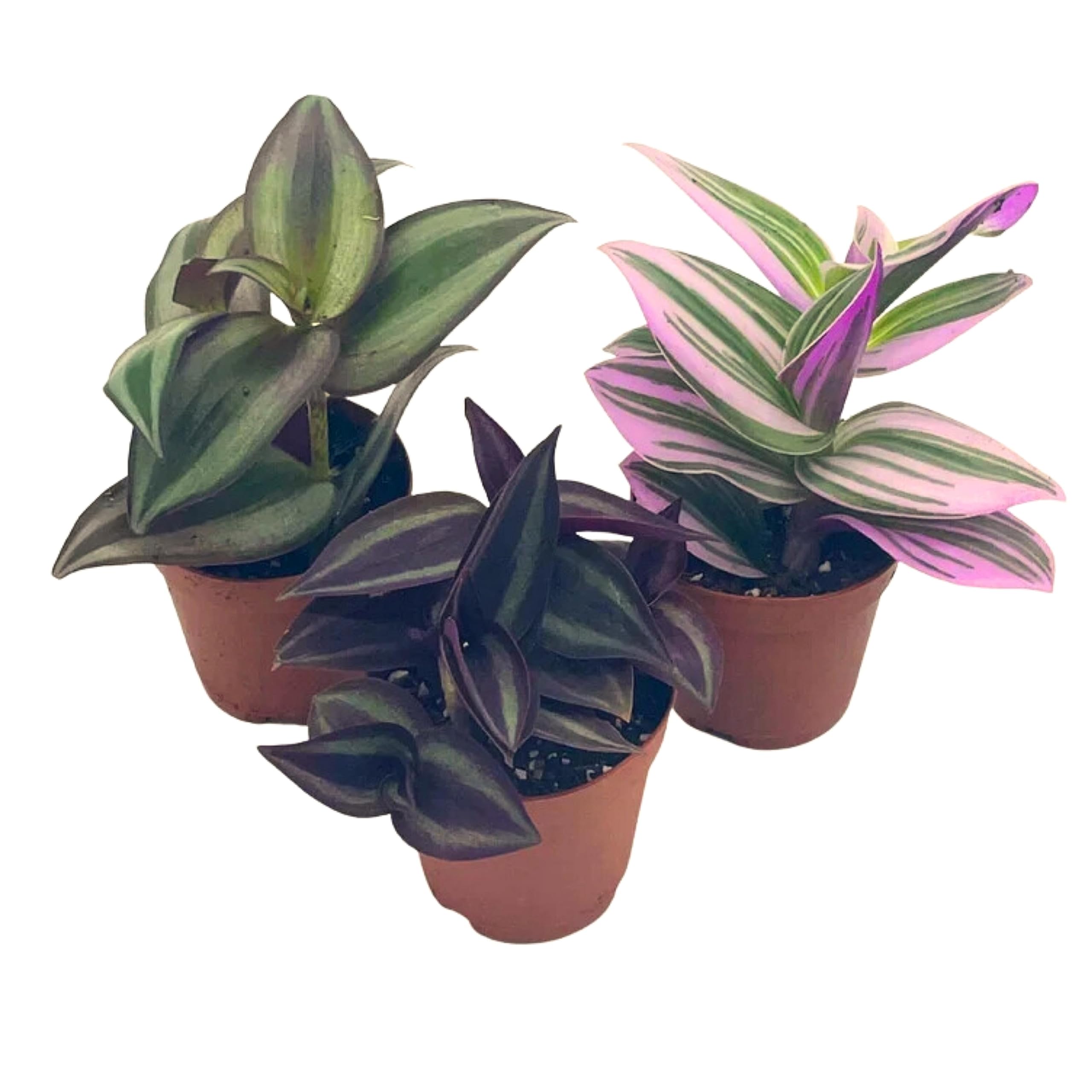 wandering house plants Wandering Dude Assortment, Tradescantia Variety, 2 inch, Set of 3 Tiny Mini Pixie Plant