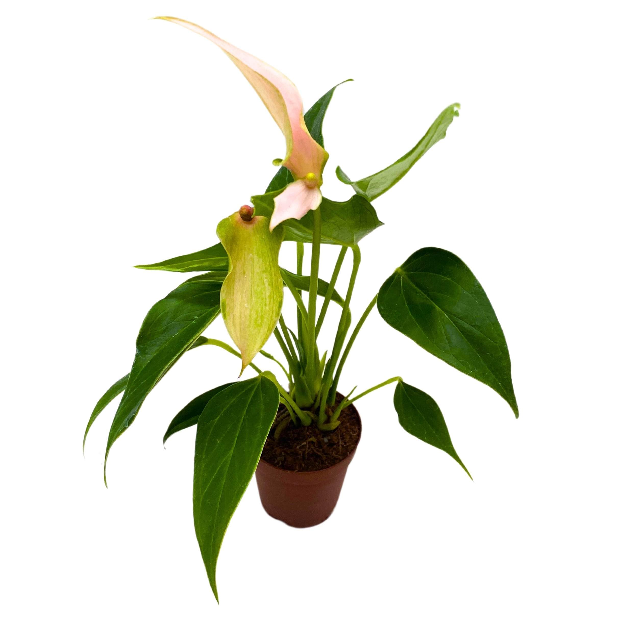 hydroponic anthurium 'lilli' BubbleBlooms Anthurium Lilli 2 inch Pink Flower – Florida House Plants