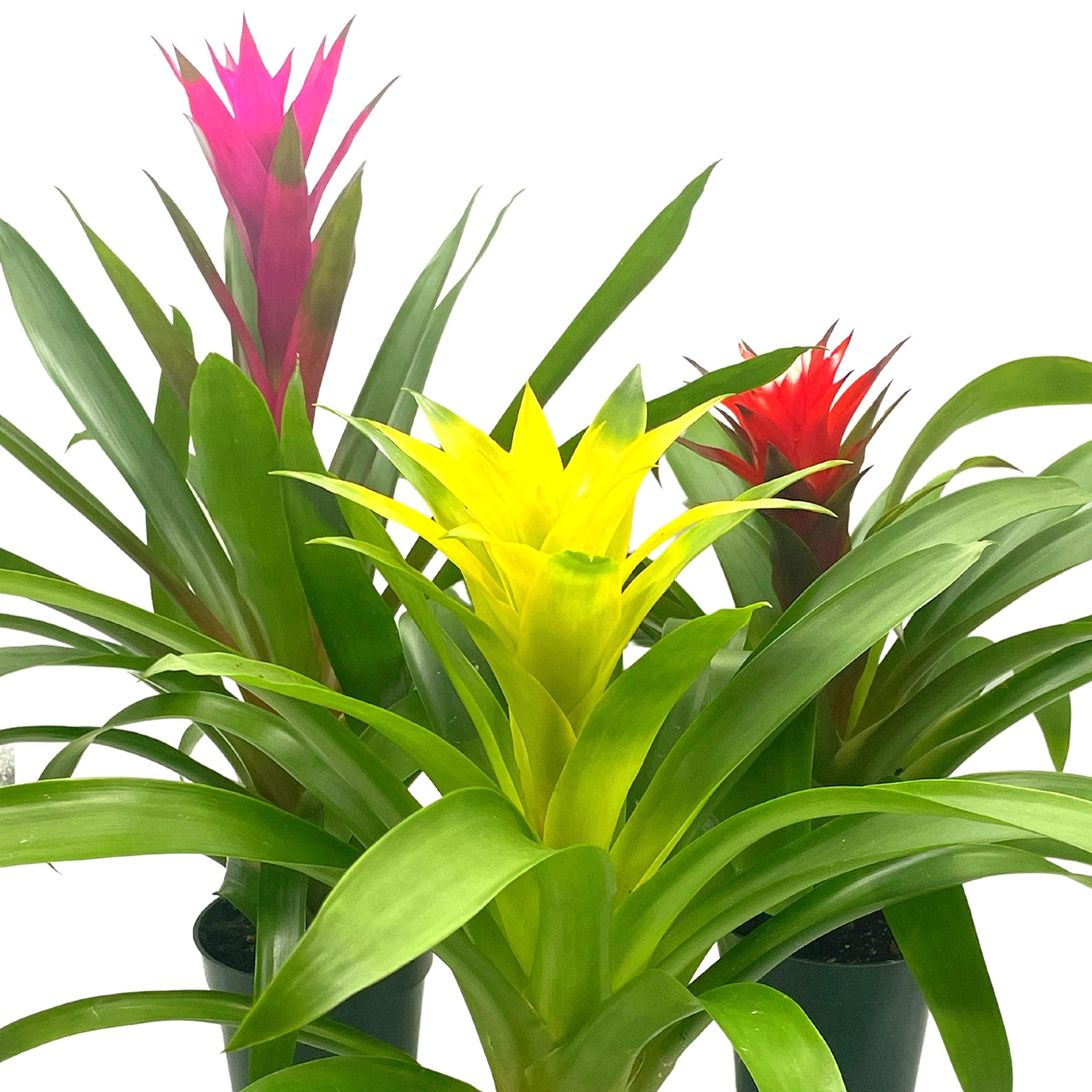bromeliad house plants BubbleBlooms Colorful Bromeliad Assortment, 4 inch Set of 3, Guzmania Variety