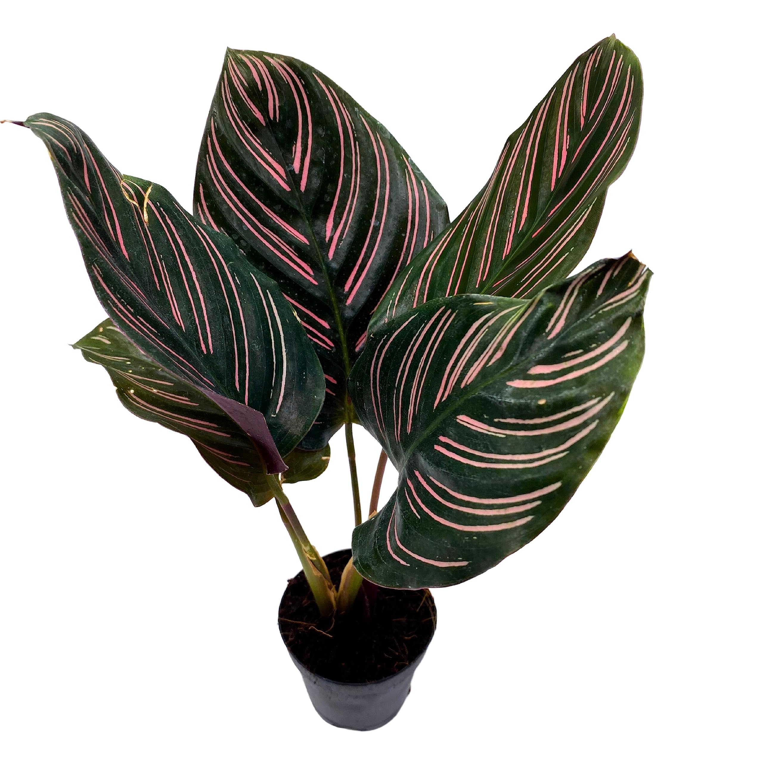 house plants calathea BubbleBlooms Calathea Ornata, Pinstripe Plant, Zebra Plant, Cathedral Plant, Peacock Plant in 2 inch Pot