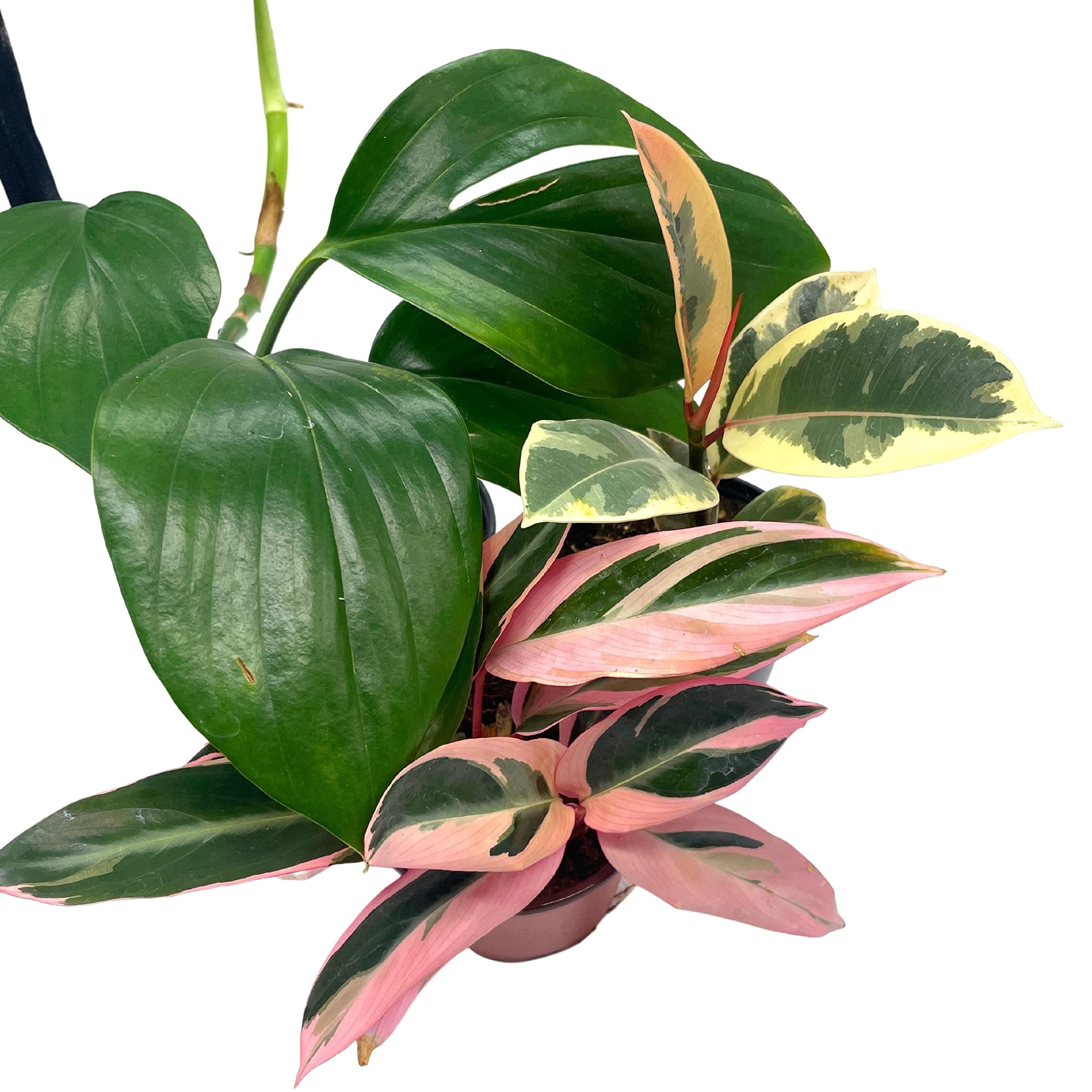 florida house plants BubbleBlooms Indoor Foliage Assortment, 4 inch Set of 3, Best-Sellers Most Popular House Plant Variety