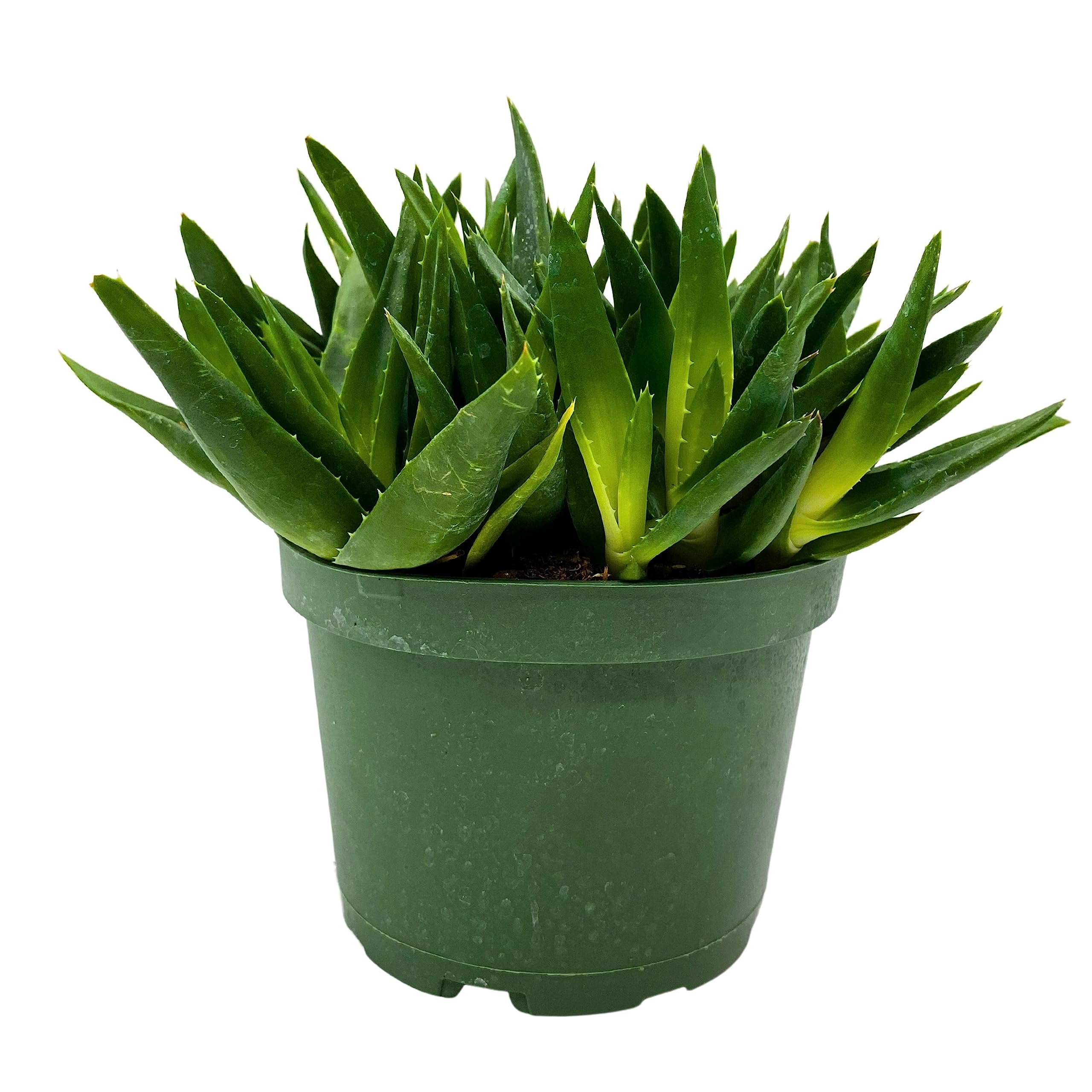 6 inch aloe vera plant BubbleBlooms Aloe Black Gem in a 6 inch Pot – Florida House Plants