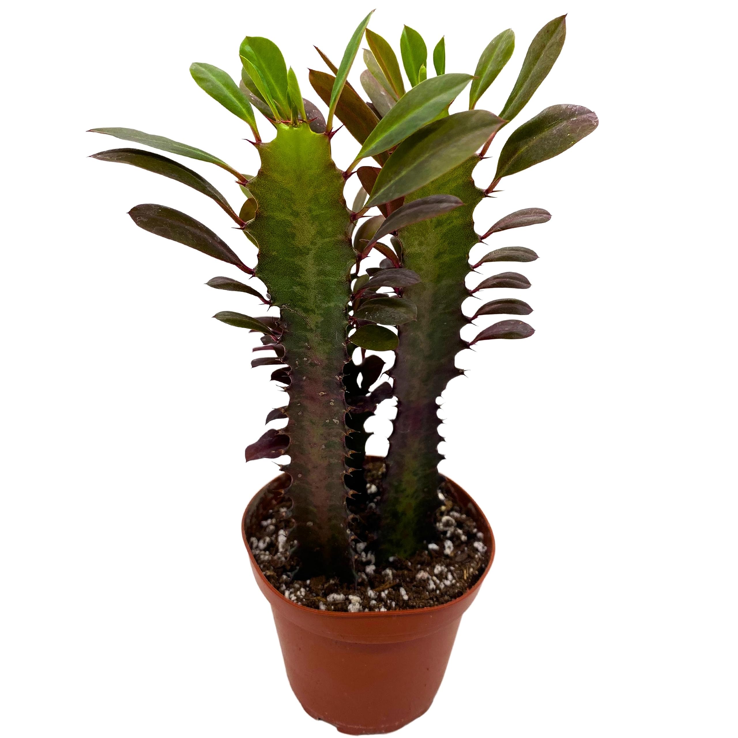 african milk bush indoor plant BubbleBlooms Red African Milk Tree, Euphorbia trigona 4 inch Pot, Red – Florida House Plants