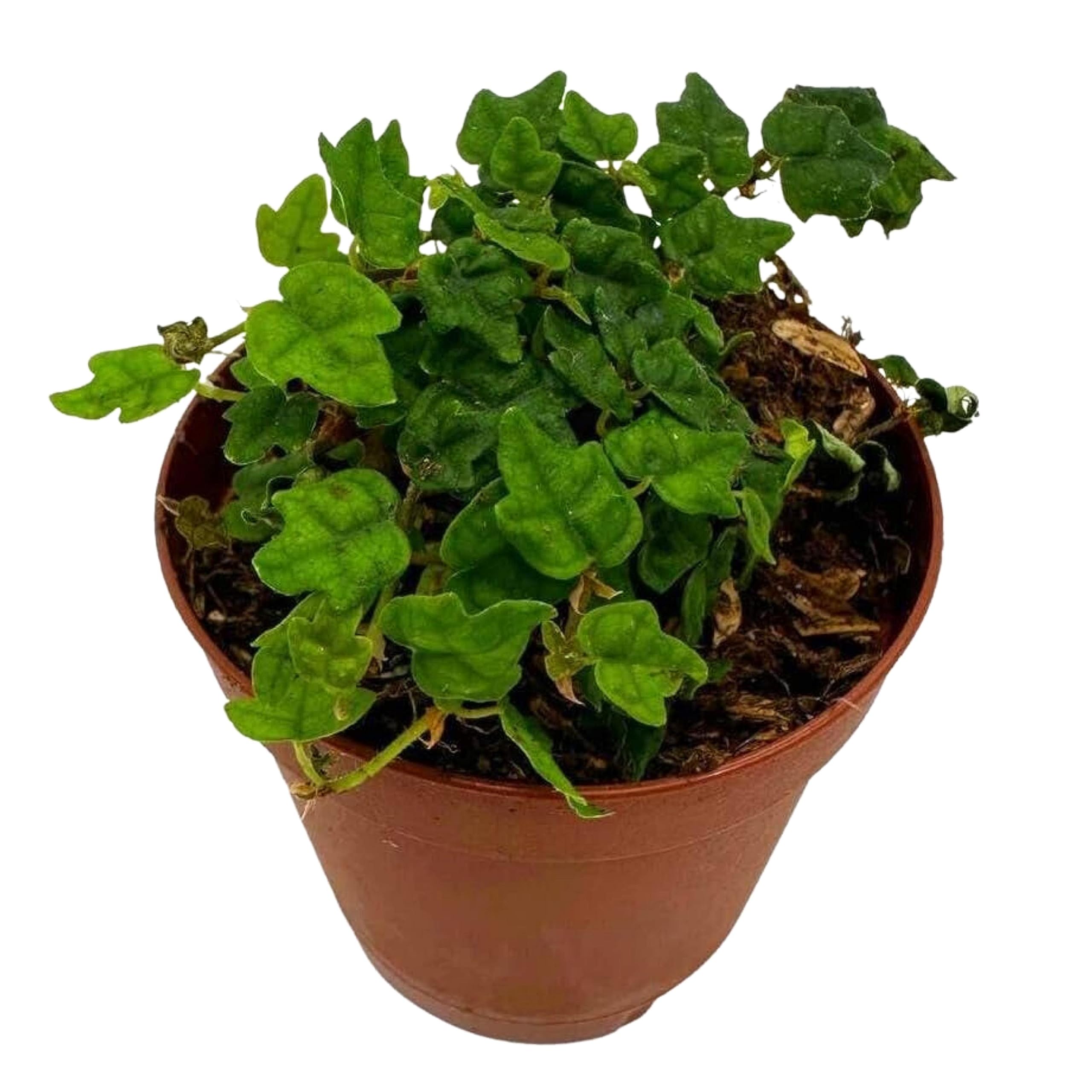 2 foot pot plant BubbleBlooms String of Frogs, in a 2 Inch Pot, Frog Feet Plant, Ficus – Florida House Plants