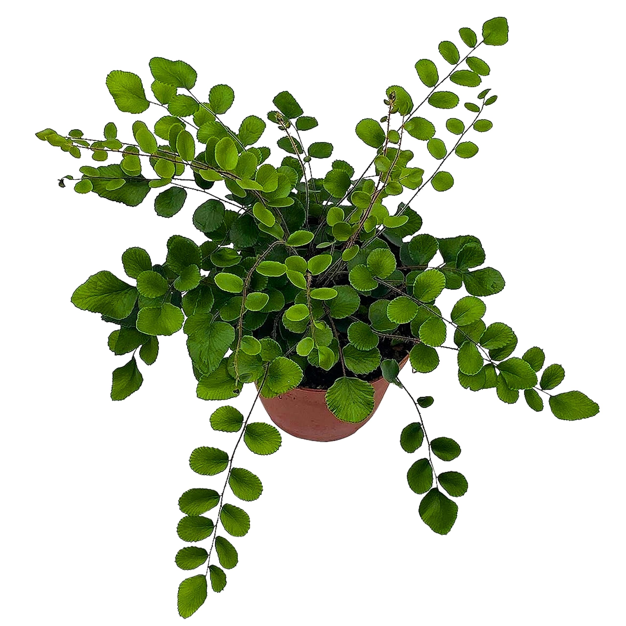 button palm plant BubbleBlooms Button Fern in a 4 inch Pot Pellaea rotundifolia – Florida House Plants