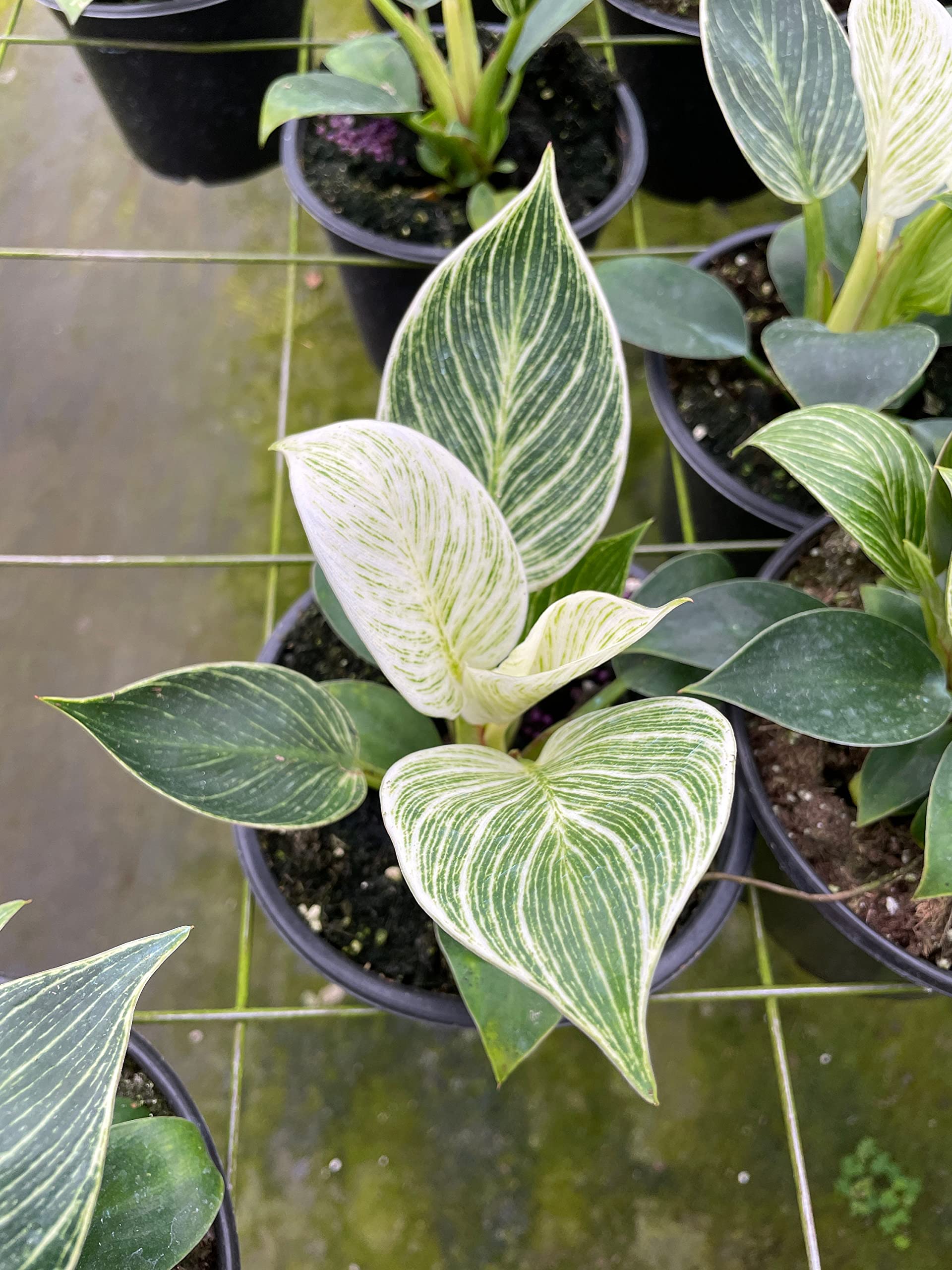 philodendron birkin white BubbleBlooms Philodendron Birkin, White Wave in a 6 inch Pot Mermaid Tail