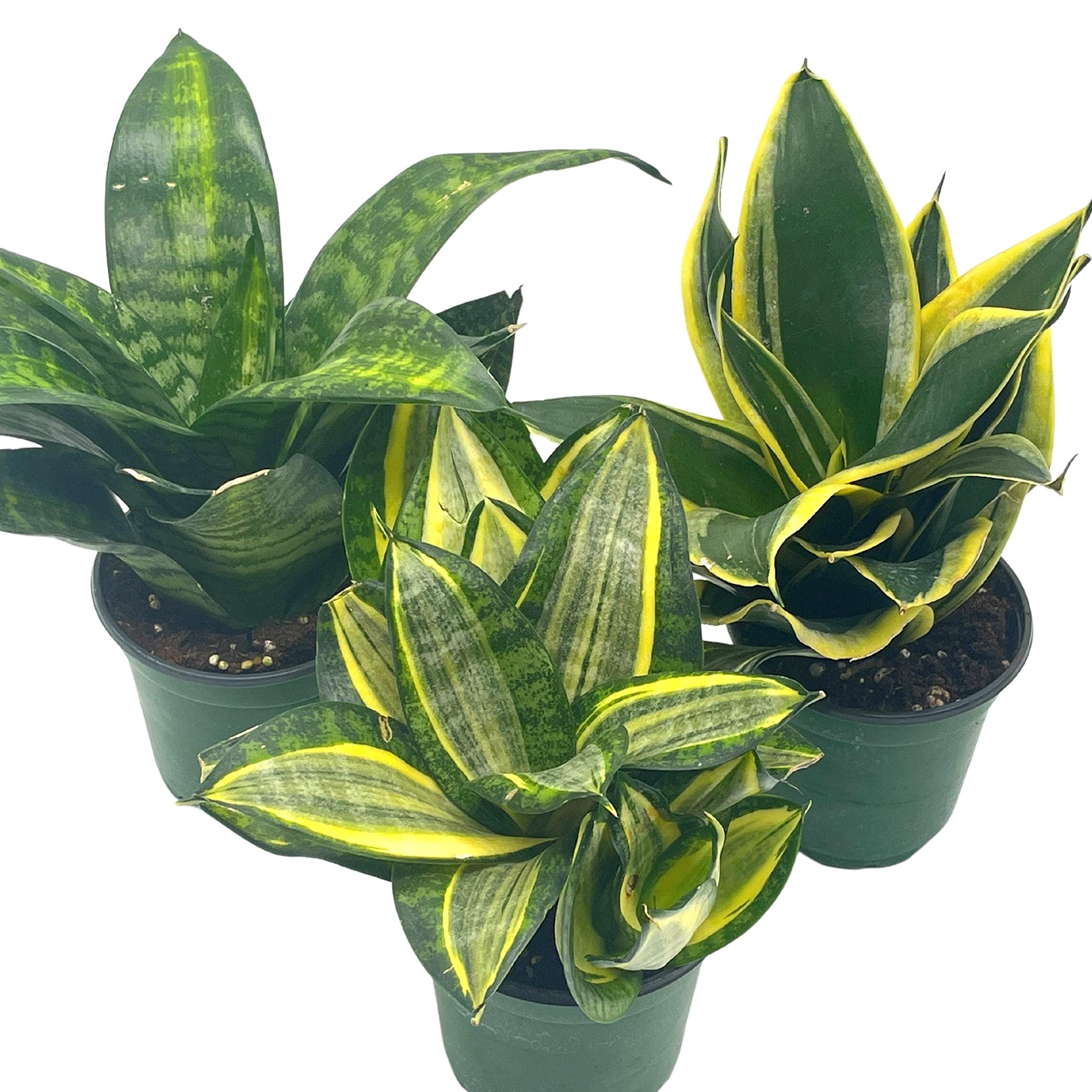 house plant with 3 leaves BubbleBlooms Sansevieria Trifasciata Rosette-Shaped Variegated Set of – Florida House Plants