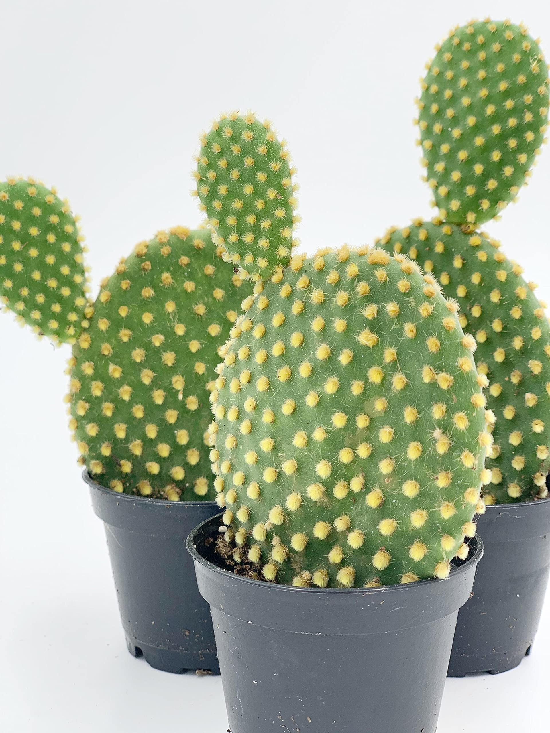 bunny ear prickly pear cactus BubbleBlooms Bunny Ear Prickly Pear Cactus in a 4 inch Pot Yellow Opuntia Microsdasys