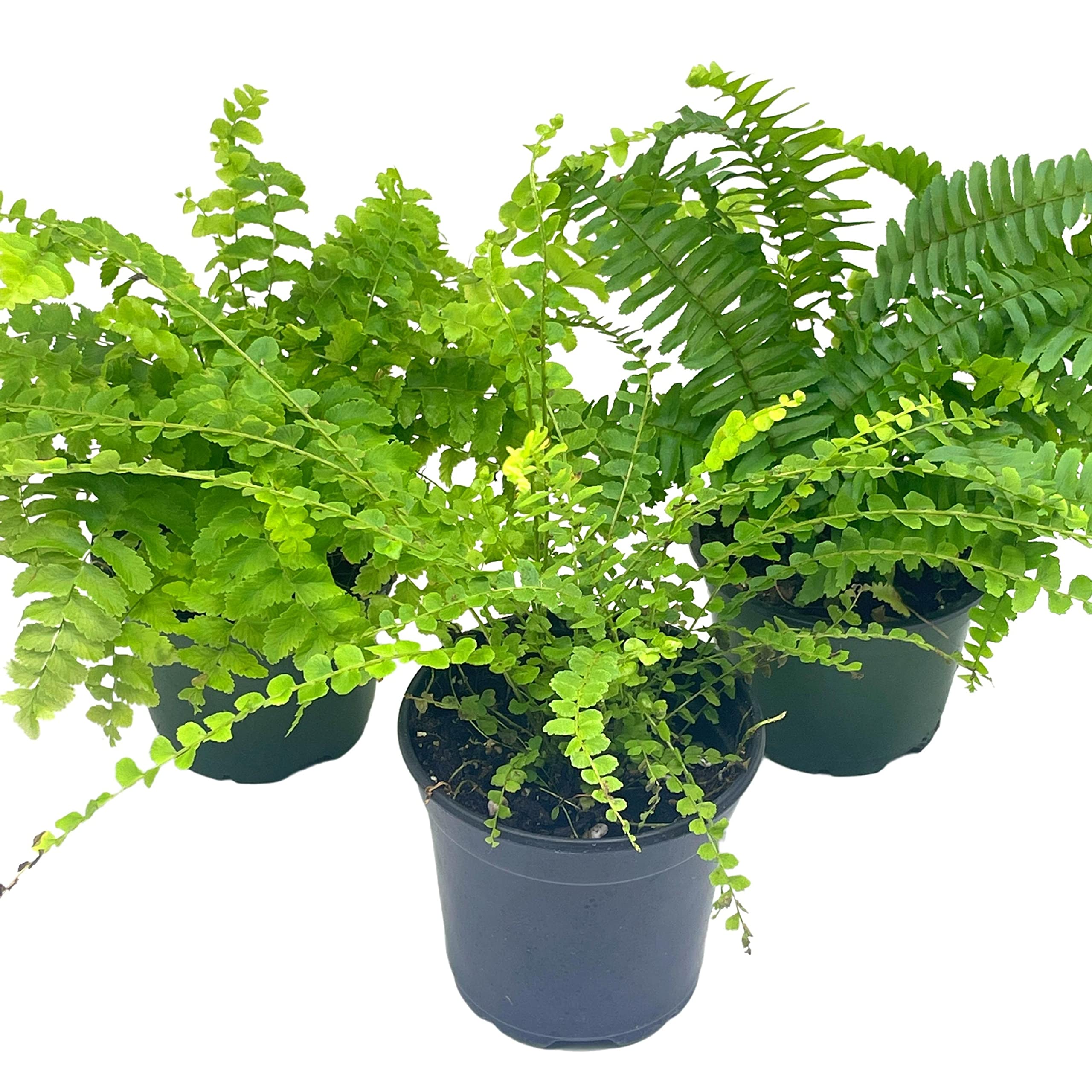 house fern plant BubbleBlooms Boston Fern Assortment, 3 Different 4 inch Boston Ferns, Nephrolepis exaltata Variety Mix