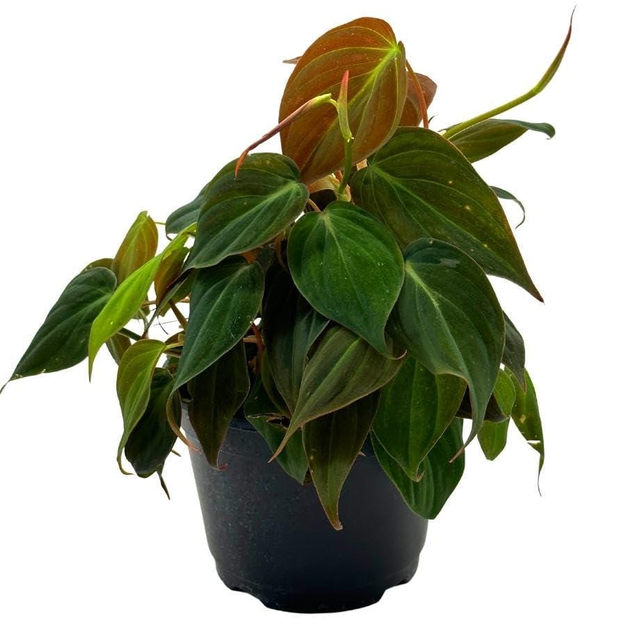 BubbleBlooms Philodendron Micans in a 6 inch Pot Philo hederaceum Swee –  Florida House Plants