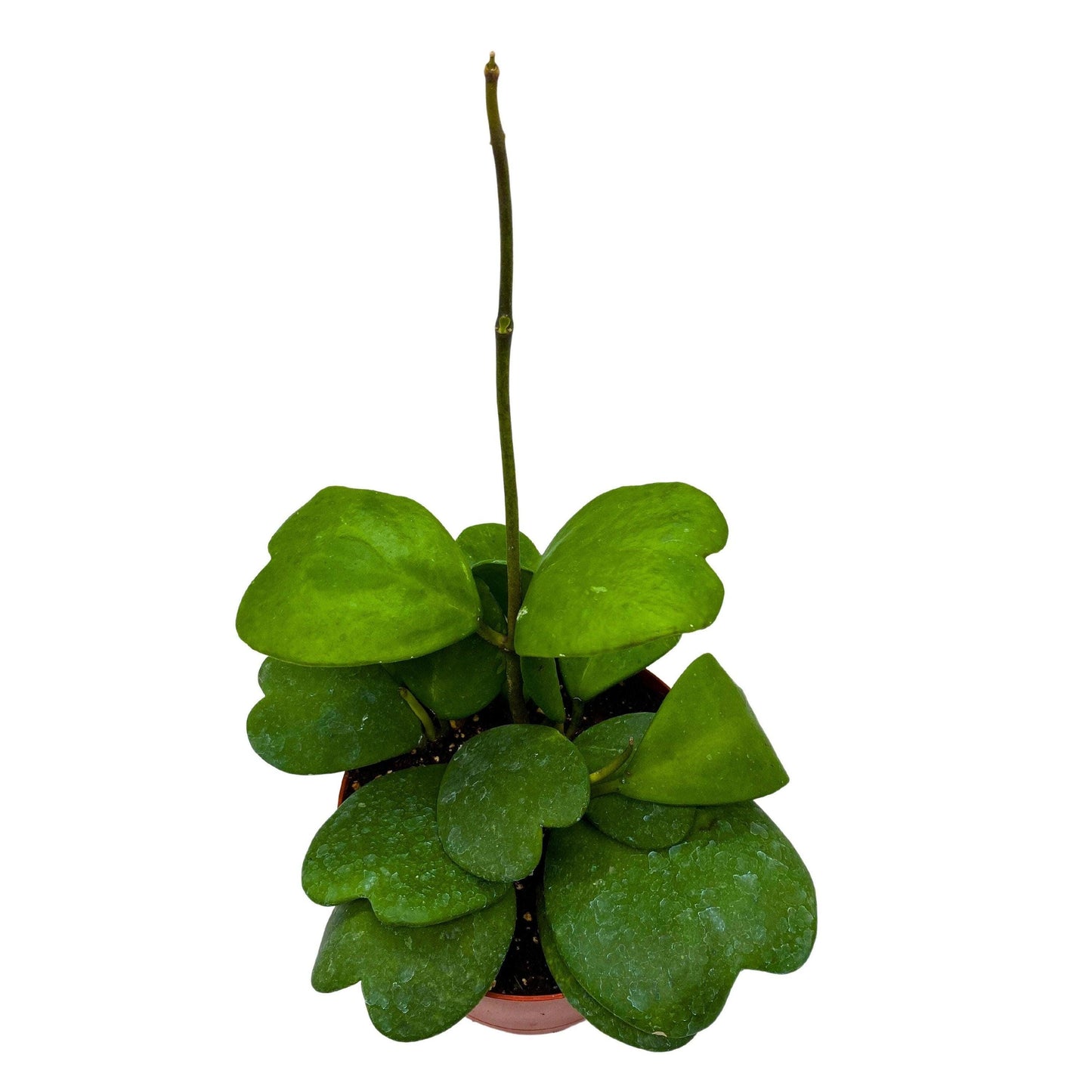 Hoya Kerrii Heart On the Vine, 6 inch pot, All Green Non-Variegated Very long SweetHeart Plant