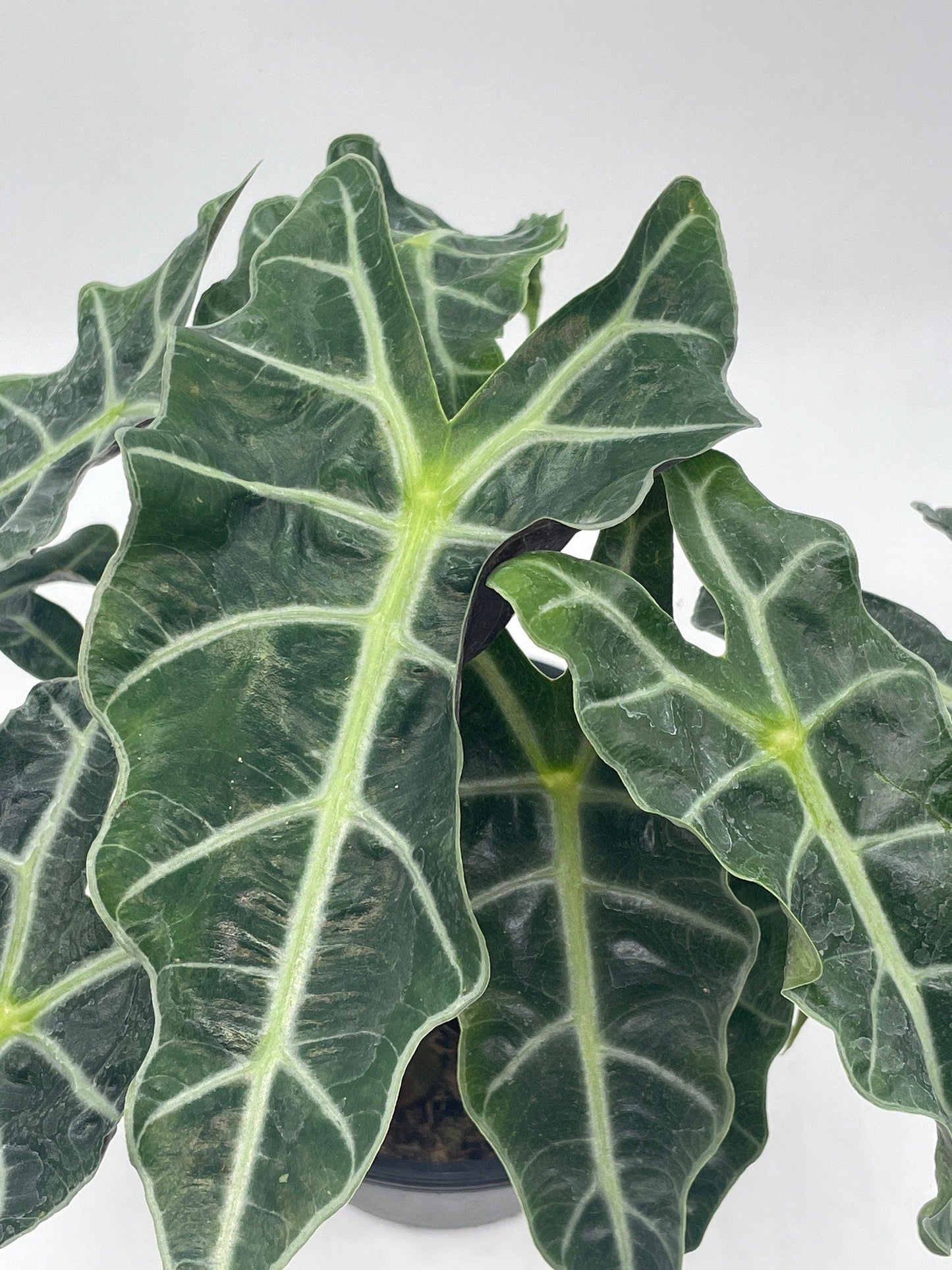 Alocasia polly African mask 6" Alocasia Amazonica potted Poly Elephant's ear giant taro, ape, giant alocasia, biga, and pia.