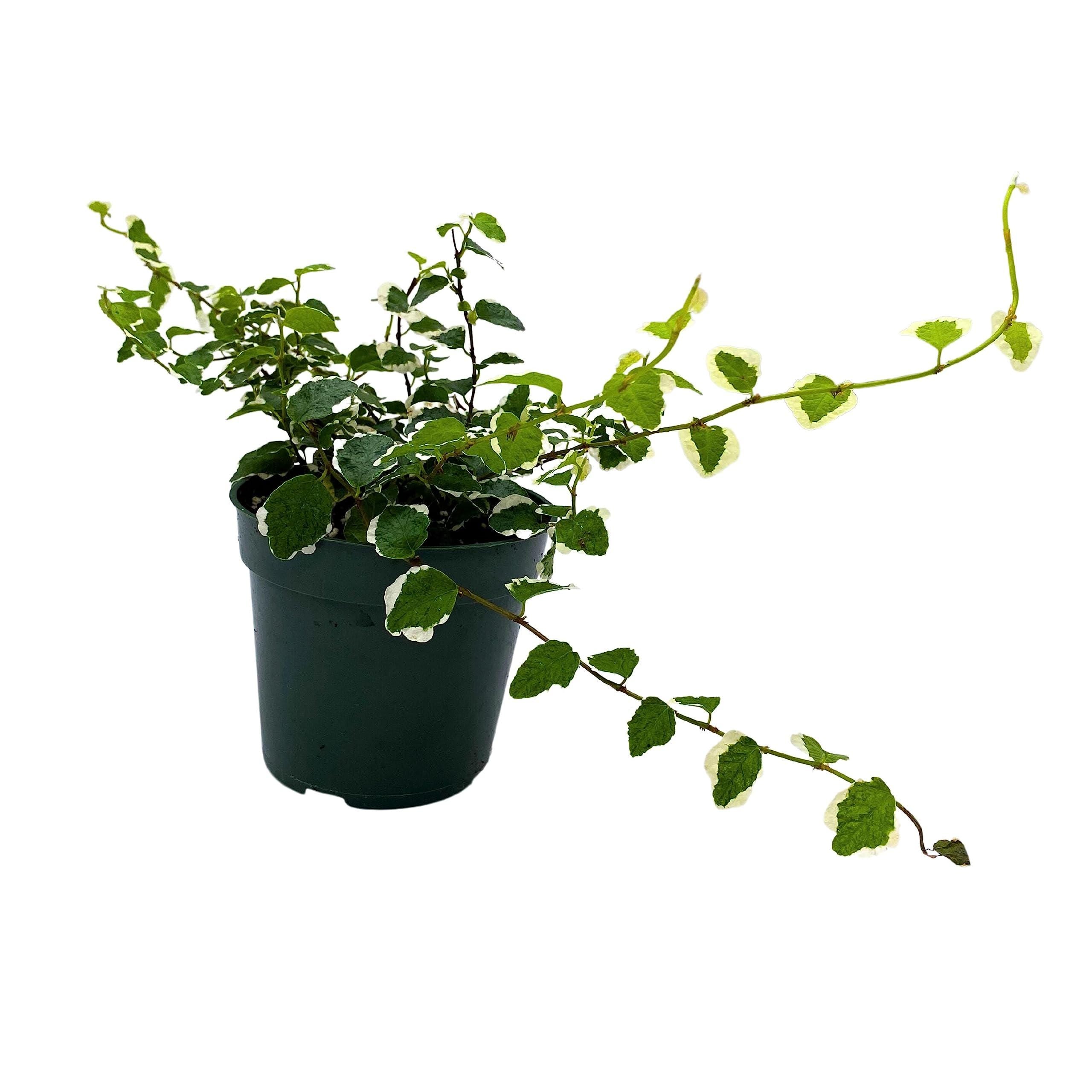 ficus pumila indoor plant Creeping Fig, Ficus Pumila Variegata, Climbing Fig, Creeping Ficus in 4 inch Pot