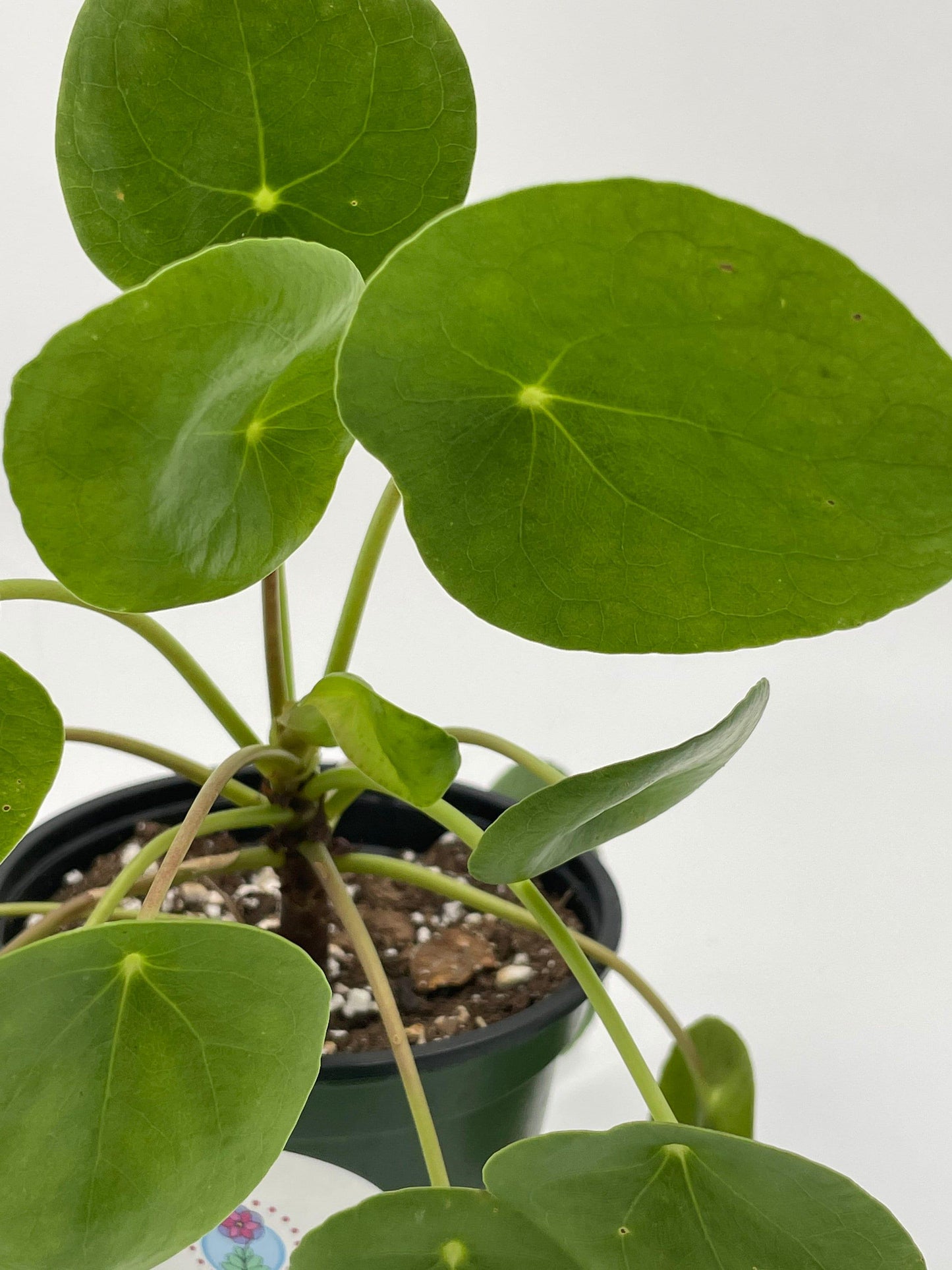 Pilea peperomioides / Chinese money plant / Chinese missionary plant