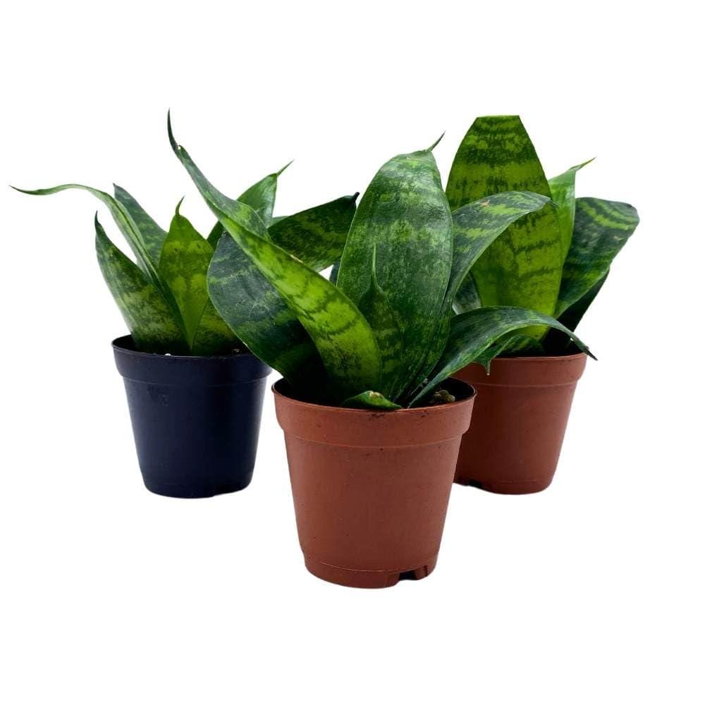Black Robusta Snake Plant 2 inch Set of 3 Green Striped Dwarf Rosette  Sansevieria Tiny Mini Pixie Plants