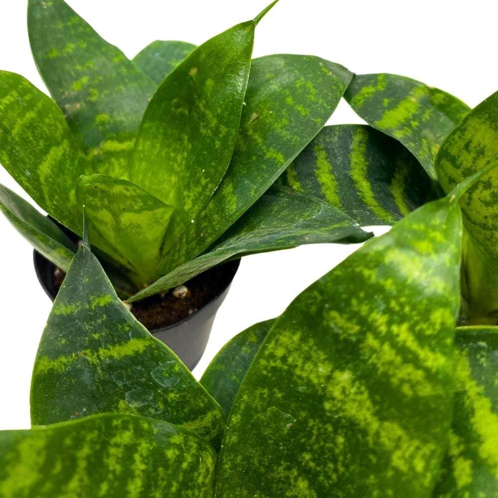 Black Robusta Snake Plant 2 inch Set of 3 Green Striped Dwarf Rosette Sansevieria Tiny Mini Pixie Plants