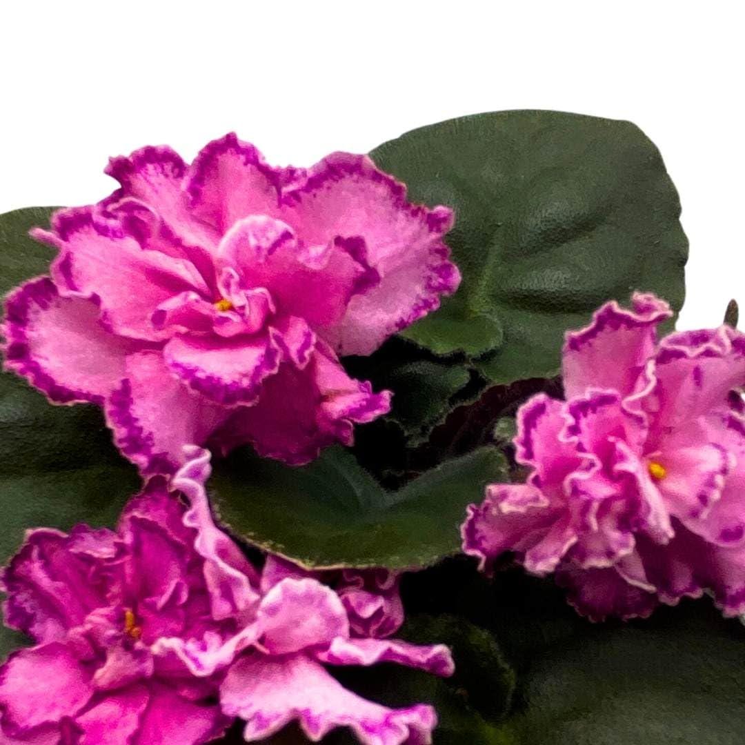 Harmony Foliage African Violet LE Rimma 4 inch