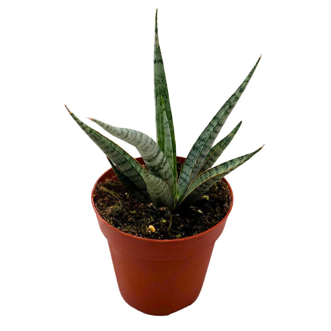 rare sansevieria for sale BubbleBlooms Sansevieria Icicle 4 inch Rare Snake Plant – Florida House Plants