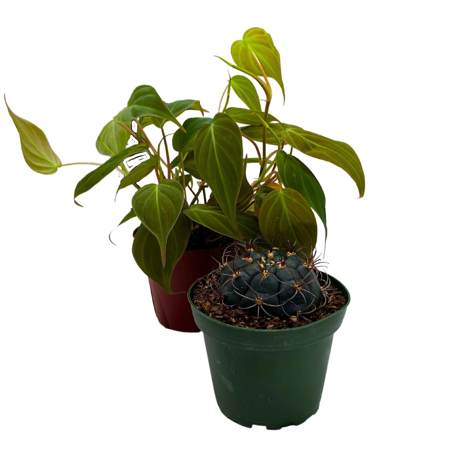 Plant Mystery Box, 4 inch pots, set of 2, Monthly Subscription, Always Different Houseplants