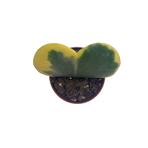 BubbleBlooms Variegated Hoya Kerrii Heart in a 2-inch Pot Sweetheart Mother's Day Plant