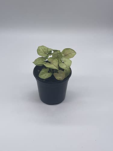 BubbleBlooms Syngonium Cream Podophyllum in a 4 inch Pot