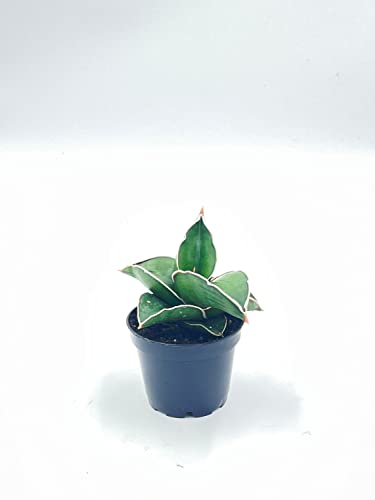 BubbleBlooms Sansevieria Snakeplant Variety Bundle, Braided cylindrica Dragon Fingers, Samurai Dwarf ehrenbergii, Cylindrical Starfish Snake Plant boncel