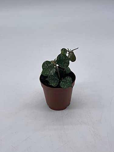 BubbleBlooms Hoya Curtisii in a 2 inch Pot Porcelain Flower, Hoya Aloha