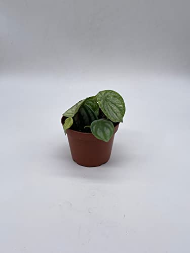 BubbleBlooms Harmony's Gold dust Variegated Watermelon Peperomia in a 4 inch Pot
