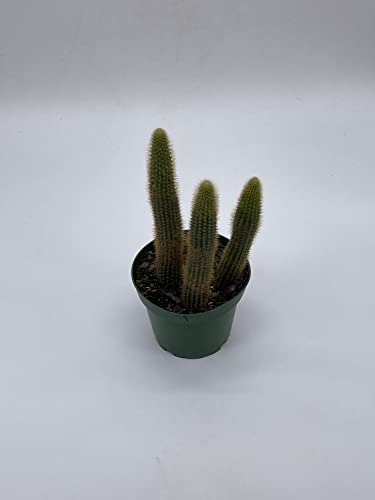 BubbleBlooms Golden Column, Echinopsis Spachiana, 4 inch