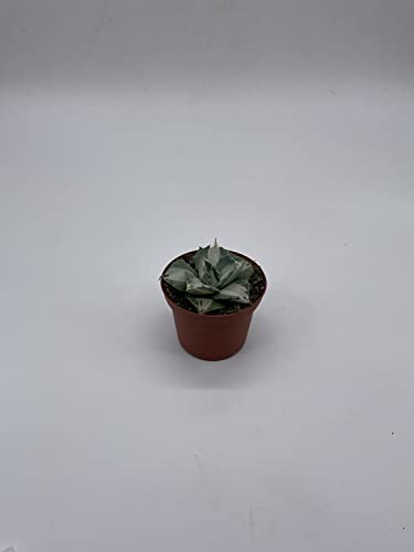 BubbleBlooms Agave Potatorum, 3 inch, Variegated Rare Agave Aloe Cactus