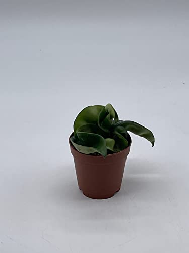BubbleBlooms Hoya Hindu Rope, Carnosa Compacta, in a 2 inch Pot, Live Tiny Mini Pixie Plant