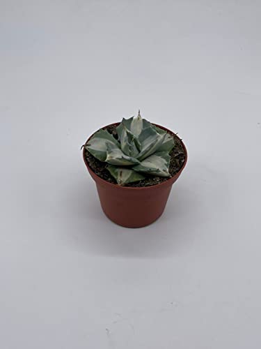 BubbleBlooms Agave Potatorum, 3 inch, Variegated Rare Agave Aloe Cactus