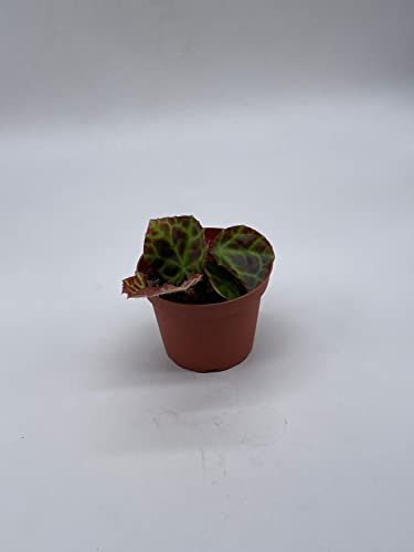 BubbleBlooms Harmony's Begonia Rajah in a 4 inch Pot Extremely Rare Homegrown Exclusive