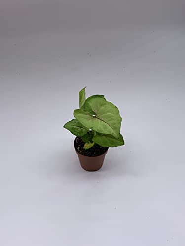 BubbleBlooms Syngonium Cream Allusion in 2 inch Pot, Well Rooted Live Starter House Plant