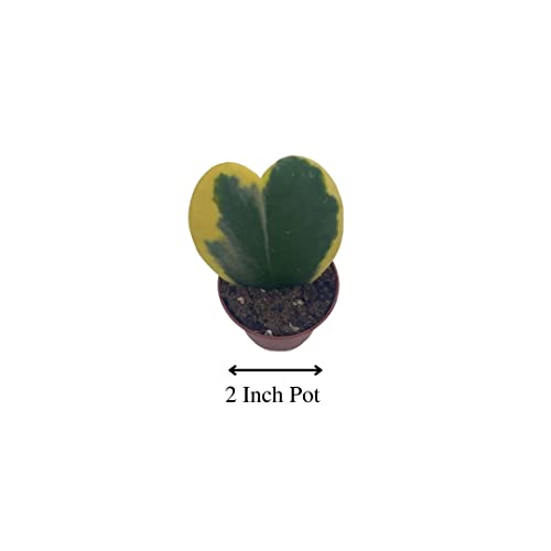 BubbleBlooms Variegated Hoya Kerrii Heart in a 2-inch Pot Sweetheart Mother's Day Plant
