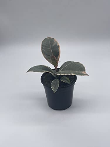 BubbleBlooms Ficus Tineke in a 4 inch Pot Variegated Elastica Rubberplant, Pink and White Rubber Plant
