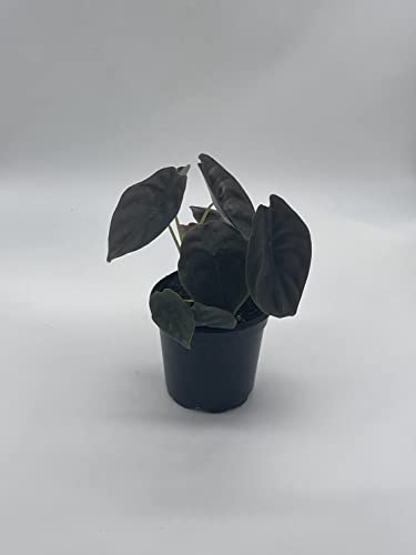 BubbleBlooms Alocasia Cuprea, Jewel Alocasia, Red Secret in a 4 inch Pot Mirror Plant, Rare