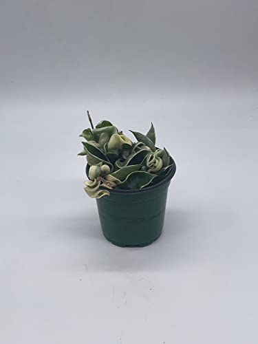 BubbleBlooms Variegated Hindu Rope, Hoya Compacta Carnosa, in a 4 inch Pot