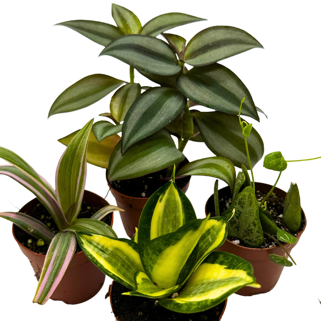 Florida House Plants Buy Houseplants Online 30Day Guarantee
