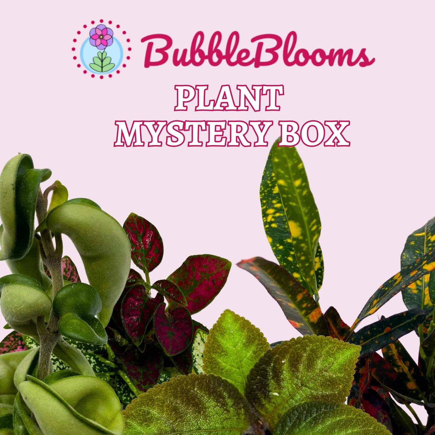 Plant Mystery Box, 2 inch pots, set of 4, Monthly Subscription, Always Different Houseplants