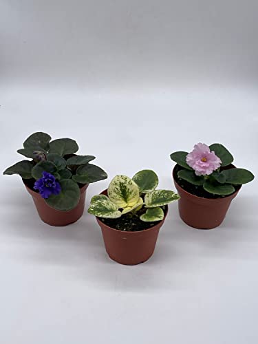 Harmony Foliage Harmony's African Violet Assortment Set, 4 inch pots 3 Different African Violets Gesneriad Plants
