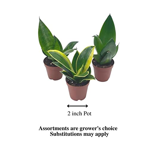 BubbleBlooms Sansevieria Trifasciata Assortment 3 Different Dwarf Rosette-Shaped Snake Plants in 2 inch pots