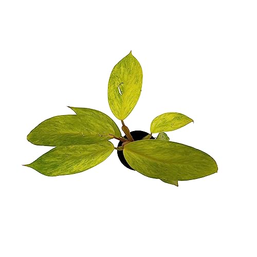 BubbleBlooms Philodendron Painted Lady, Philodendron Erubescens, Variegated Philo in 2 inch Pot