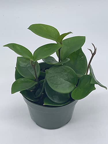 BubbleBlooms Hoya Carnosa Chelsea in a 4 inch Pot