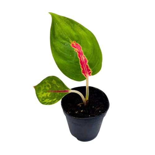 BubbleBlooms Red King in a 2 inch Pot Red Stripe Aglaonema commutatum