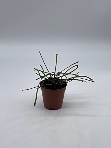 BubbleBlooms Hoya Retusa in a 2 inch Pot Wax Plant, Wax Vine, and Porcelain Vine