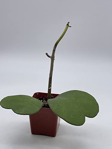 BubbleBlooms Hoya Kerrii Hearts On The Vine, with at Least 2+ Hearts, Vining Plant in a 2 inch Pot Well Rooted