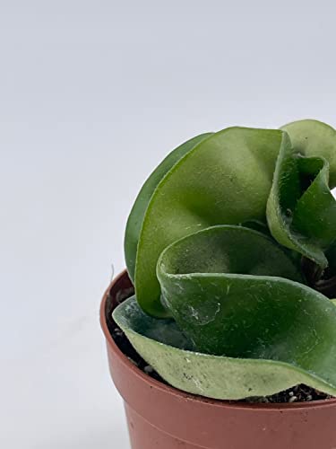 BubbleBlooms Hoya Hindu Rope, Carnosa Compacta, in a 2 inch Pot, Live Tiny Mini Pixie Plant