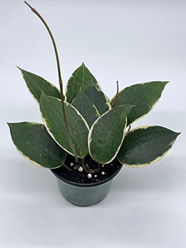 BubbleBlooms Hoya Macrophylla, Very Rare Limited Live Plant, in 4 inch Pot