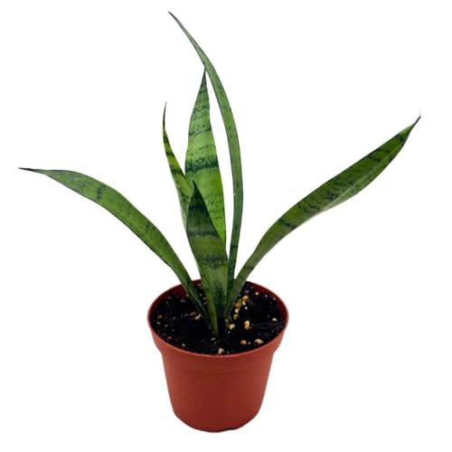 BubbleBlooms Sansevieria Silver Princess 4 inch Rare Sansevieria trifasciata Hybrid Snake Plant